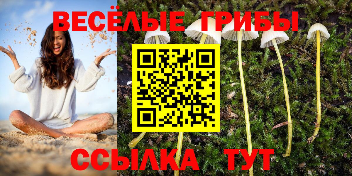 Ишимбай  Псилоцибиновые грибы Psilocybe  Псилоцибиновые грибы прущие грибы  Вход с VPN 